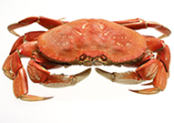 Crab