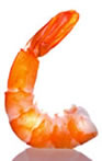 Shrimp