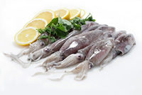 Squid